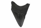 Fossil Megalodon Tooth - South Carolina #248536-1